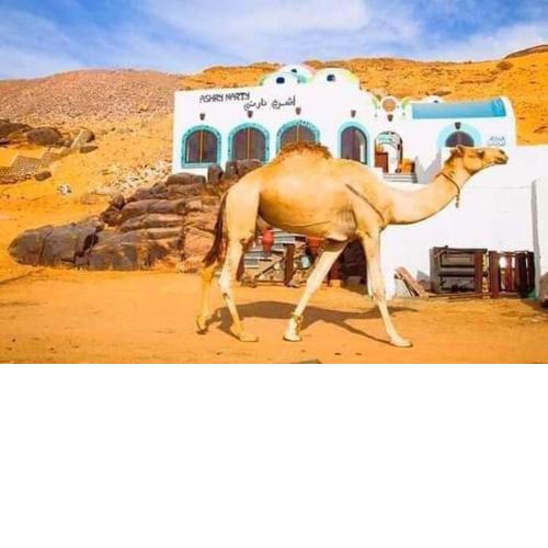 قارب اسوانى