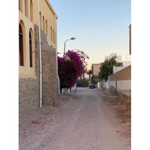 Bougainvillea studio