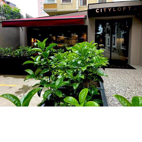 Cityloft 36