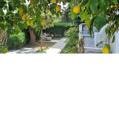 Elpida Lemon Garden House