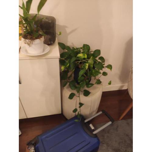 Gift tv