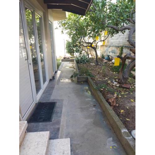 Lemon trees house