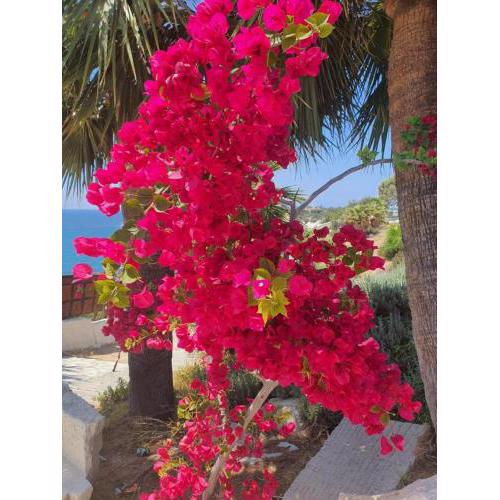 Mediterranean Sunset 2 bedroom bungalow with breathtaking sea views