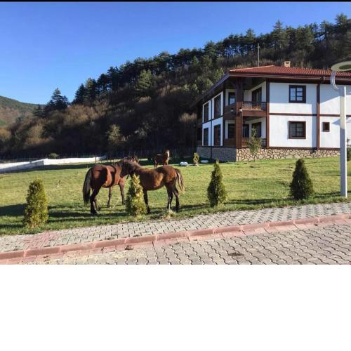 Mengen Rüya Çiftliği