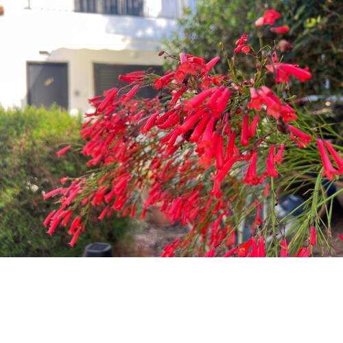 Natalia's Townhouse, Margarita Gardens 003