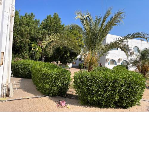 Ninas place