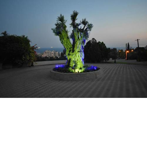 Olive Tree Apartments