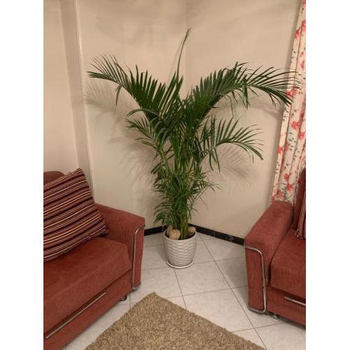 Saudi Community Hotel Apartments in Nasr City