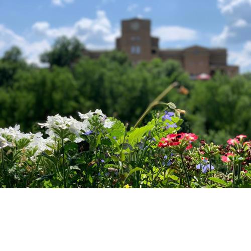 Spring/Пролет Veliko Tărnovo