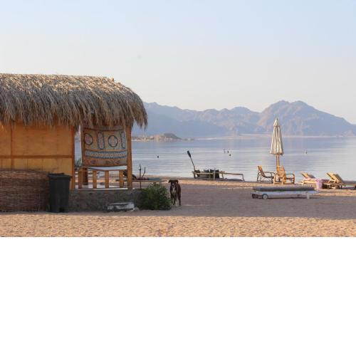 The Bedouin Life with Eid Ali