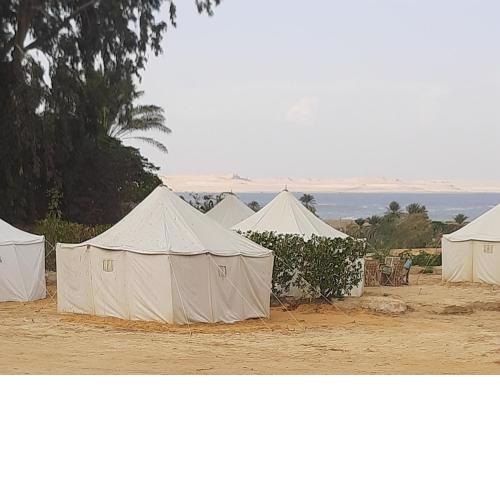 Tunis Camp Fayoum