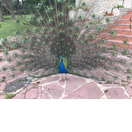 Villa Entrenaranjos